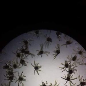 Meet your Posher, Nelson